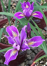 Iris Pacific Coast Hybrid 'Lavender'